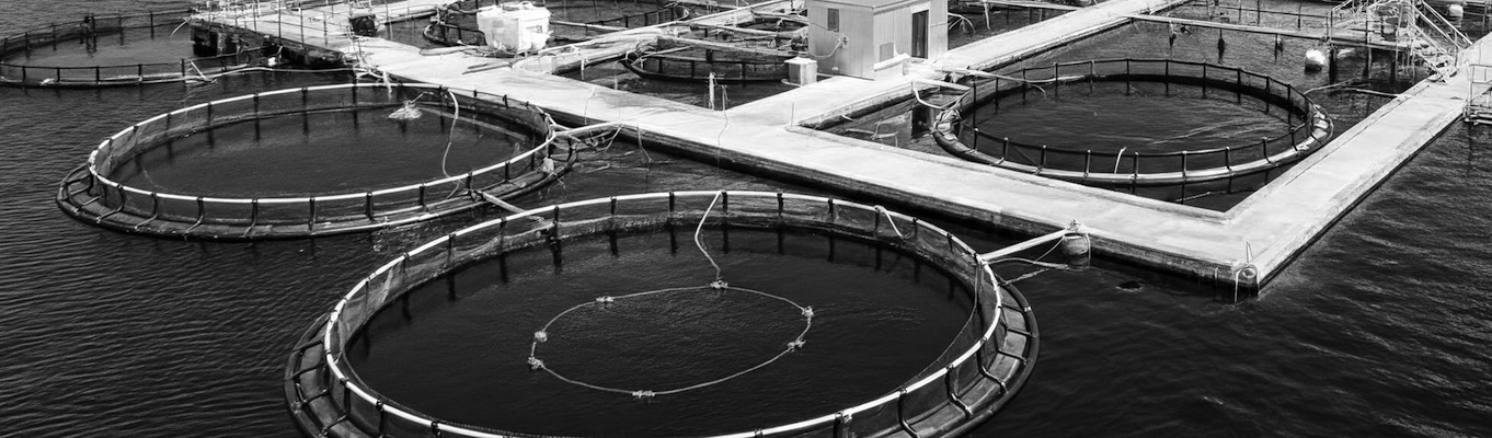 Illustration des "Aquaculteurs", entreprises d'acquaculture