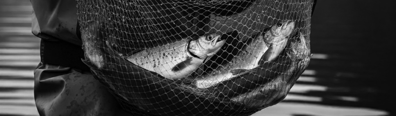 Illustration des "Pêcheurs", entreprises de pêche
