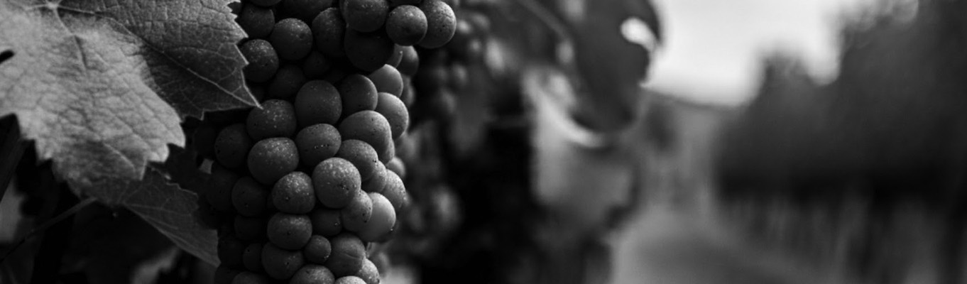 Illustration des "Vignerons", entreprises de viticulture
